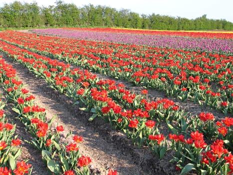 Field of red blooming tulip in the spring