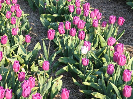 Blooming pink purple tulips in a field - close view