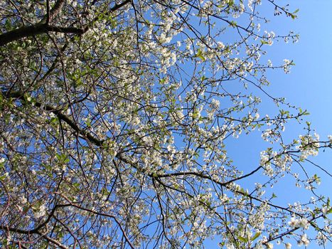 Blooming apple tree branches - Apple blossom