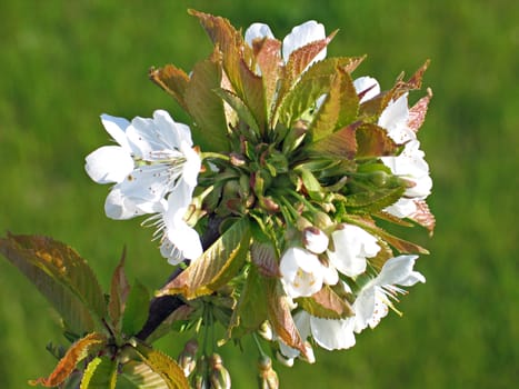 Spring time cherry blossom close up