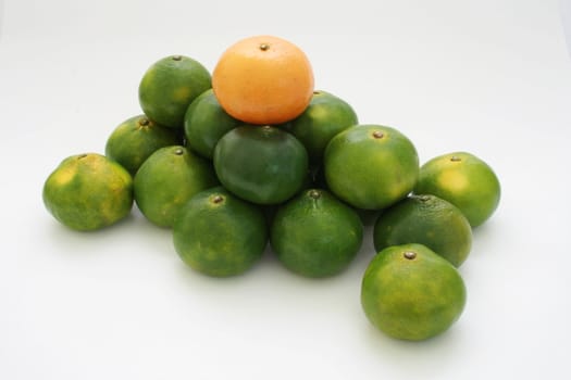 ponkan orange stands out with rest of the green citrus
