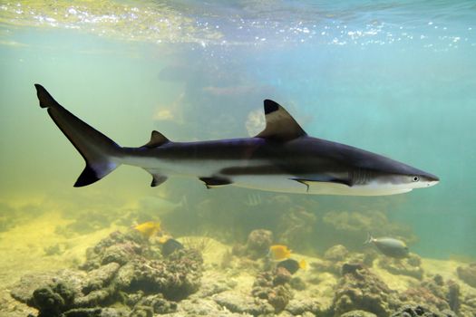 swimming shark underwater