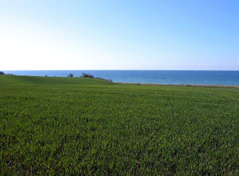 Green wheat filed next to blue ocean view - background