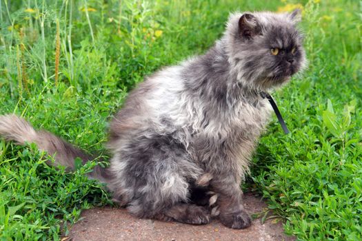 gray shaggy persian cat on grass