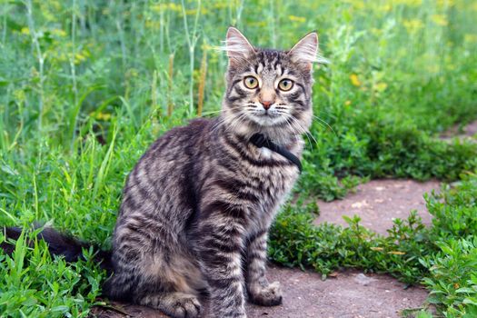 gray striped cat on grass