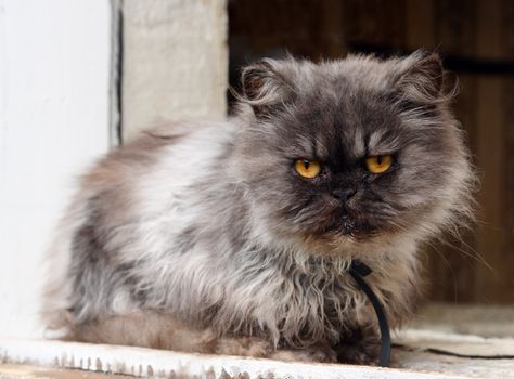 gray shaggy persian cat on window