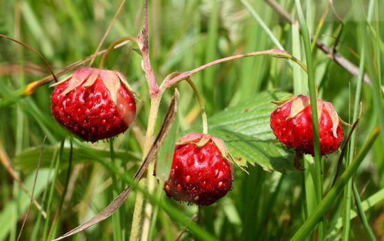 red ripe wild strawberry close-up