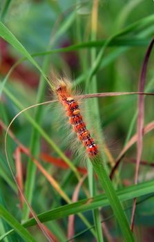 red hairy caterpillar in green grass