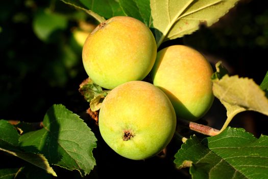 bunch with three apples on branch