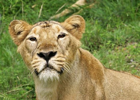 Lioness in the jungle close frontal view