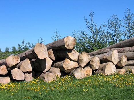 Pile of wood logs stacked outdoors
