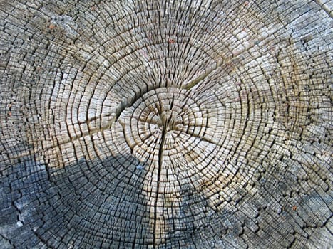 Old oak tree cross section year rings - years go by