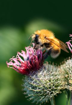 bumble-bee on thistle flower closeup macro