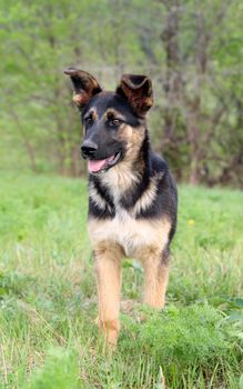 young dog on green grass