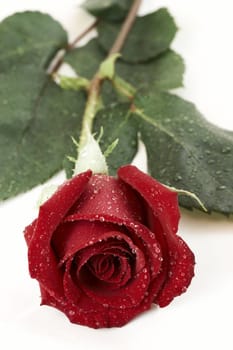 a picture of a wet rose on white