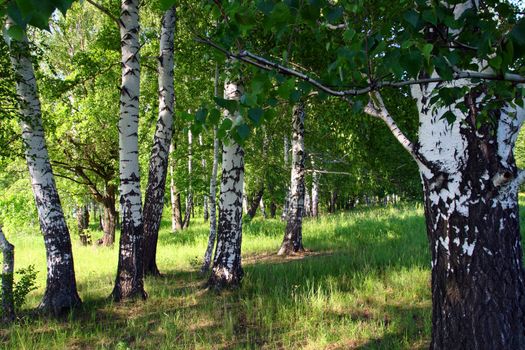 russian summer birch woods