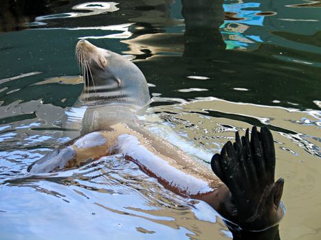 Sea lion seal relaxing in the water