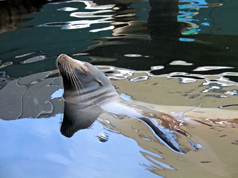 Sea lion seal sunbathing in the water