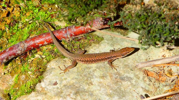 A lizard basks in the sun