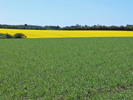 Colorful fields background - green and rapes