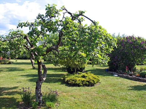 Apple tree in a garden spring time