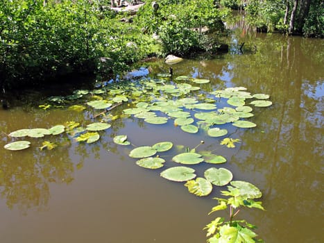 Water lilies in a lovely yard garden pond