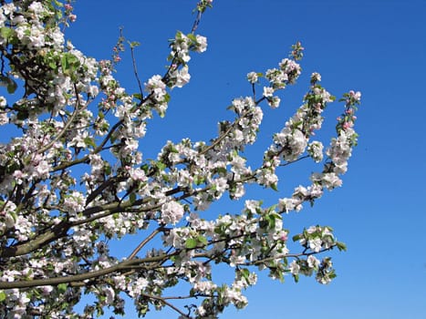 Blooming apple tree branches - Beautiful Apple blossom