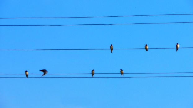 Birds on a wire on a background sky