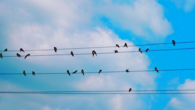 Birds on a wire on a background sky