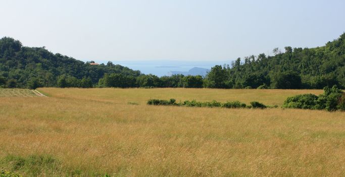 View on italian meadow