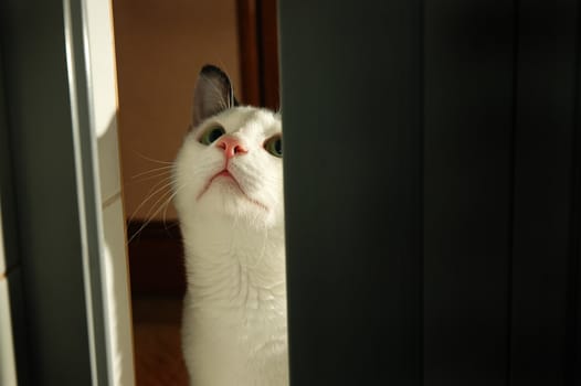 curious kitty looking up the ceiling