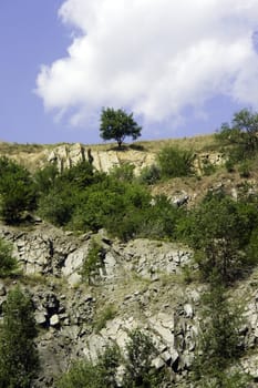 Lonely tree 