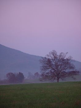 A tree stands in a mountain valley