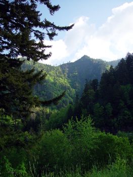 Looking up at the high forested mountains of the Great Smokes.