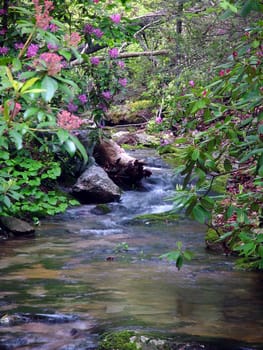 A small mountain stream flows through rhododendron blooms.