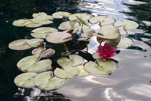 Multiple water lillies floating on the water
