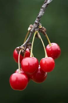 detail of the cherry - natural product - fruit