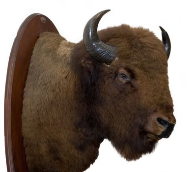 A mounted bison head isolated on a white background