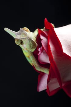 Beautiful big chameleon sitting on a rose