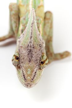 Close-up of big chameleon sitting on a white background