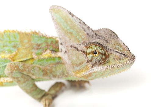 Close-up of big chameleon sitting on a white background