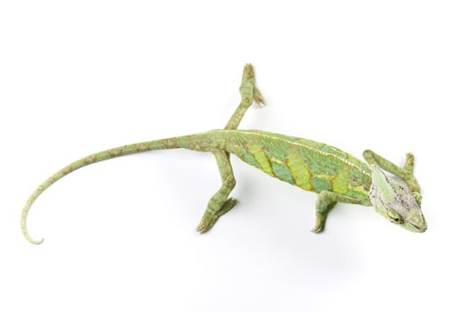 Close-up of big chameleon sitting on a white background