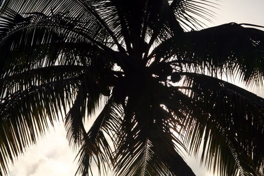 A palm tree leaves silhouetted against the sun.