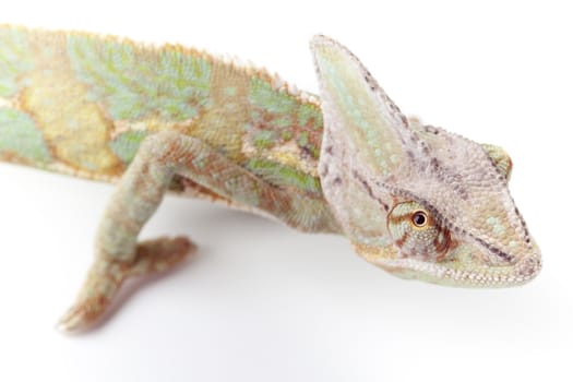 Close-up of big chameleon sitting on a white background