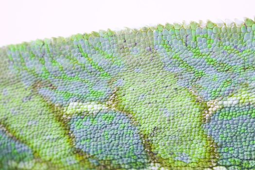 Close-up of big chameleon sitting on a white background