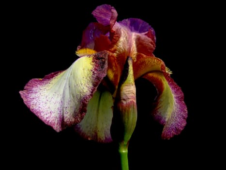 Iris. close-up 