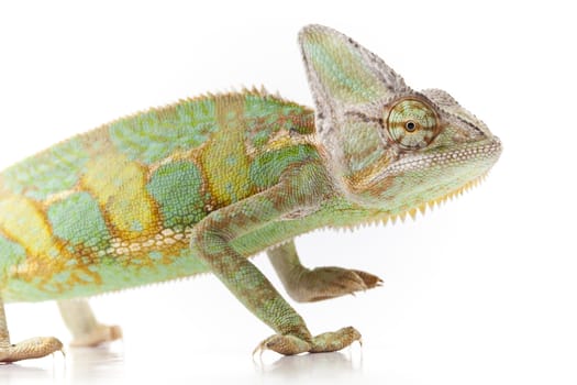 Close-up of big chameleon sitting on a white background