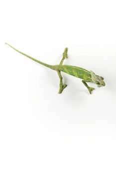 Close-up of big chameleon sitting on a white background