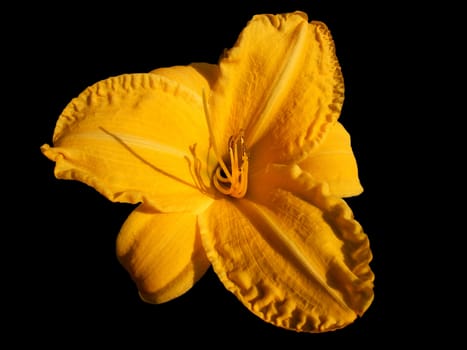 A yellow flowers