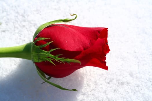 A rose laying on a bed of white snow.